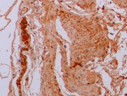 Invitrogen beta Tubulin Monoclonal Antibody (C3), Invitrogen 200 μL;