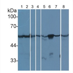 Invitrogen beta Tubulin Monoclonal Antibody (C3), Invitrogen 200 μL;