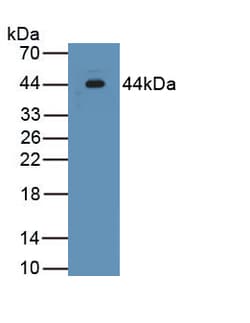 Invitrogen INHA Monoclonal Antibody (C1), Invitrogen 200 &mu;L; Unconjugated:Antibodies,