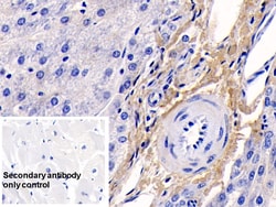 Invitrogen COL1A1 Monoclonal Antibody (C1), Invitrogen 200 &mu;L; Unconjugated:Antibodies,