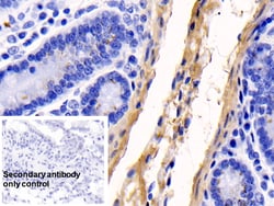 Invitrogen COL1A1 Monoclonal Antibody (C1), Invitrogen 200 &mu;L; Unconjugated:Antibodies,