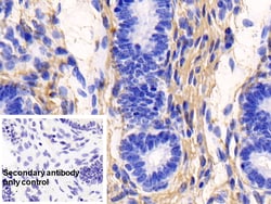 Invitrogen COL1A1 Monoclonal Antibody (C1), Invitrogen 200 &mu;L; Unconjugated:Antibodies,