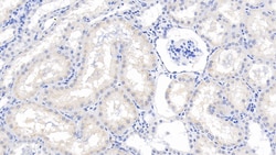 RNASE2 Monoclonal Antibody (C9), Invitrogen:Antibodies:Primary Antibodies