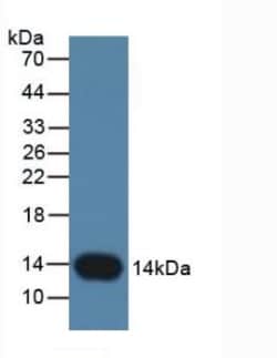 Invitrogen Cystatin B Monoclonal Antibody (C6), Invitrogen 20 &mu;L; Unconjugated:Antibodies,