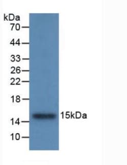 Invitrogen Cystatin B Monoclonal Antibody (C6), Invitrogen 20 &mu;L; Unconjugated:Antibodies,