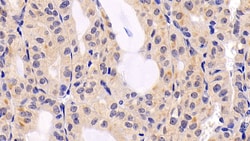 ERK2 Monoclonal Antibody (C1), Invitrogen:Antibodies:Primary Antibodies