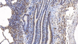 ERK2 Monoclonal Antibody (C1), Invitrogen:Antibodies:Primary Antibodies