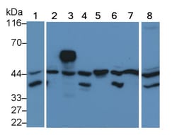 ERK2 Monoclonal Antibody (C1), Invitrogen:Antibodies:Primary Antibodies