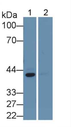 ERK2 Monoclonal Antibody (C1), Invitrogen:Antibodies:Primary Antibodies
