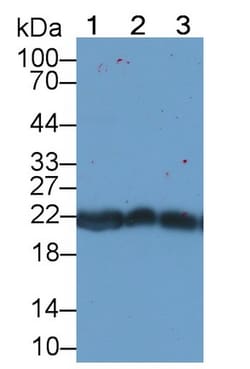 Invitrogen PRDX2 Monoclonal Antibody (C2), Invitrogen 200 &mu;L; Unconjugated:Antibodies,