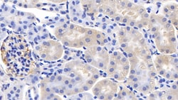 Invitrogen Cyclophilin A Monoclonal Antibody (C1), Invitrogen 200 &mu;L;