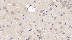 Invitrogen Cyclophilin A Monoclonal Antibody (C1), Invitrogen 200 &mu;L;
