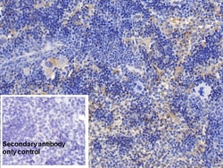 Invitrogen Cyclophilin A Monoclonal Antibody (C1), Invitrogen 200 &mu;L;