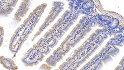Invitrogen Cyclophilin A Monoclonal Antibody (C1), Invitrogen 200 &mu;L;