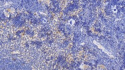 Invitrogen Cyclophilin A Monoclonal Antibody (C1), Invitrogen 200 &mu;L;