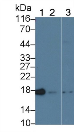 Invitrogen Cyclophilin A Monoclonal Antibody (C1), Invitrogen 200 &mu;L;