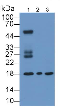 Invitrogen Cyclophilin A Monoclonal Antibody (C1), Invitrogen 200 &mu;L;