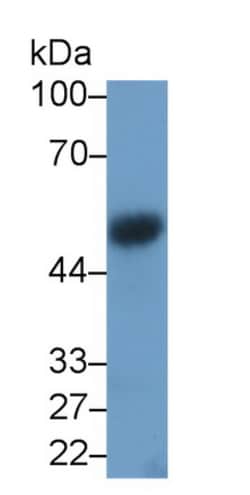 Invitrogen VEGFC Monoclonal Antibody (D3), Invitrogen 200 &mu;L; Unconjugated:Antibodies,