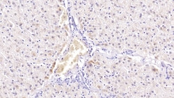 Invitrogen SIRT3 Monoclonal Antibody (C3), Invitrogen 20 &mu;L; Unconjugated:Antibodies,