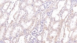 Invitrogen SIRT3 Monoclonal Antibody (C3), Invitrogen 20 &mu;L; Unconjugated:Antibodies,