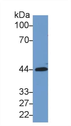 Invitrogen SIRT3 Monoclonal Antibody (C3), Invitrogen 20 &mu;L; Unconjugated:Antibodies,