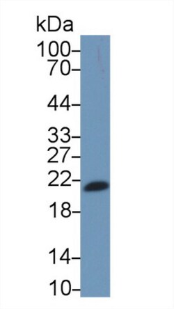 Invitrogen IL-17F Monoclonal Antibody (C7), Invitrogen 200 &mu;L; Unconjugated:Antibodies,