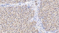 Invitrogen CEACAM1 Monoclonal Antibody (C4), Invitrogen 200 &mu;L; Unconjugated:Antibodies,