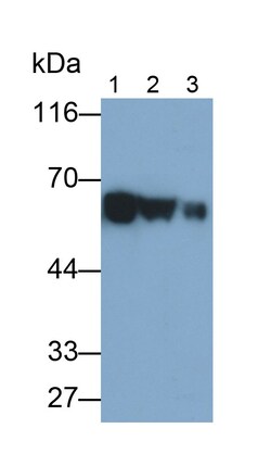 Invitrogen CEACAM1 Monoclonal Antibody (C4), Invitrogen 200 &mu;L; Unconjugated:Antibodies,