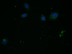 Arginase 1 Monoclonal Antibody (C7), Invitrogen:Antibodies:Primary Antibodies