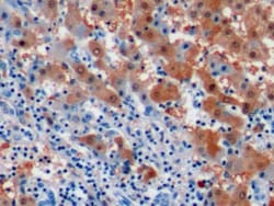 Arginase 1 Monoclonal Antibody (C7), Invitrogen:Antibodies:Primary Antibodies