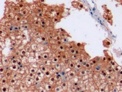 Arginase 1 Monoclonal Antibody (C7), Invitrogen:Antibodies:Primary Antibodies