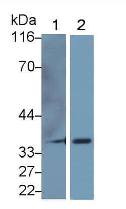 Arginase 1 Monoclonal Antibody (C7), Invitrogen:Antibodies:Primary Antibodies