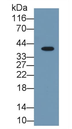 Arginase 1 Monoclonal Antibody (C7), Invitrogen:Antibodies:Primary Antibodies