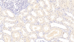 Invitrogen IDO Monoclonal Antibody (C14), Invitrogen 20 &mu;L; Unconjugated:Antibodies,