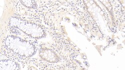 Invitrogen IDO Monoclonal Antibody (C14), Invitrogen 20 &mu;L; Unconjugated:Antibodies,