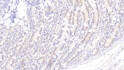 Invitrogen IDO Monoclonal Antibody (C14), Invitrogen 20 &mu;L; Unconjugated:Antibodies,