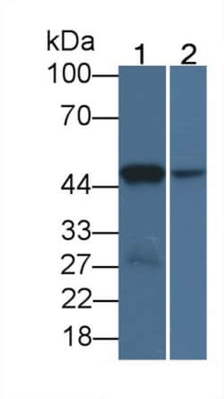 Invitrogen IDO Monoclonal Antibody (C14), Invitrogen 20 &mu;L; Unconjugated:Antibodies,