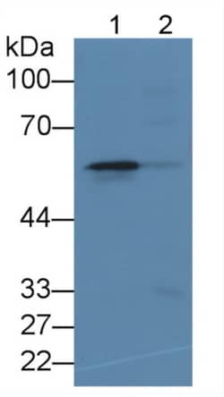 Invitrogen ALOX5 Monoclonal Antibody (D2), Invitrogen 200 &mu;L; Unconjugated:Antibodies,