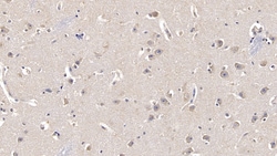 FGF13 Monoclonal Antibody (C1), Invitrogen:Antibodies:Primary Antibodies