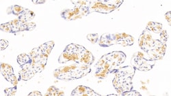 Invitrogen Hemoglobin alpha-1 Monoclonal Antibody (C6), Invitrogen 20 &mu;L;