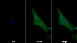 Invitrogen Periostin Monoclonal Antibody (C2), Invitrogen 200 &mu;L; Unconjugated:Antibodies,