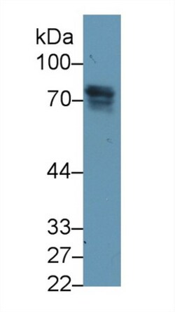 Invitrogen Periostin Monoclonal Antibody (C2), Invitrogen 200 &mu;L; Unconjugated:Antibodies,