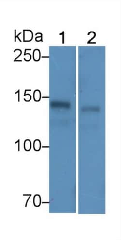 Invitrogen Ceruloplasmin Monoclonal Antibody (D3), Invitrogen 200 &mu;L;