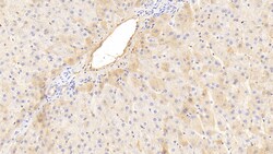 Invitrogen PAH Monoclonal Antibody (C4), Invitrogen 20 &mu;L; Unconjugated:Antibodies,