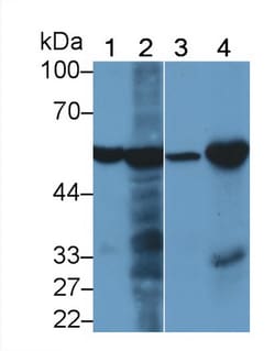 Invitrogen PAH Monoclonal Antibody (C4), Invitrogen 20 &mu;L; Unconjugated:Antibodies,