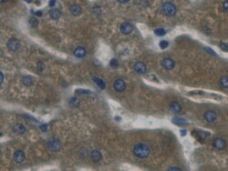 Invitrogen Haptoglobin Monoclonal Antibody (C6), Invitrogen:Antibodies:Primary