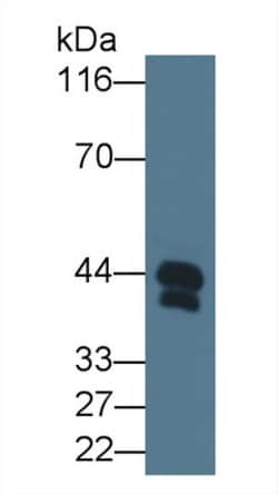 Invitrogen Haptoglobin Monoclonal Antibody (C6), Invitrogen:Antibodies:Primary