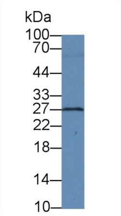 BDNF Monoclonal Antibody (C3), Invitrogen:Antibodies:Primary Antibodies