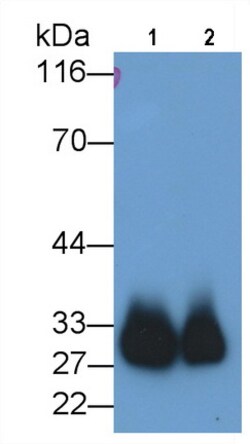 Invitrogen Azurocidin Monoclonal Antibody (C5), Invitrogen 200 &mu;L; Unconjugated:Antibodies,