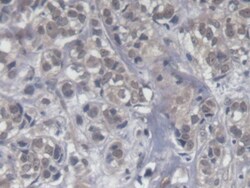 KIR2DS4 Monoclonal Antibody (C15), Invitrogen:Antibodies:Primary Antibodies